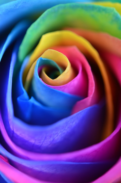 rainbow rose